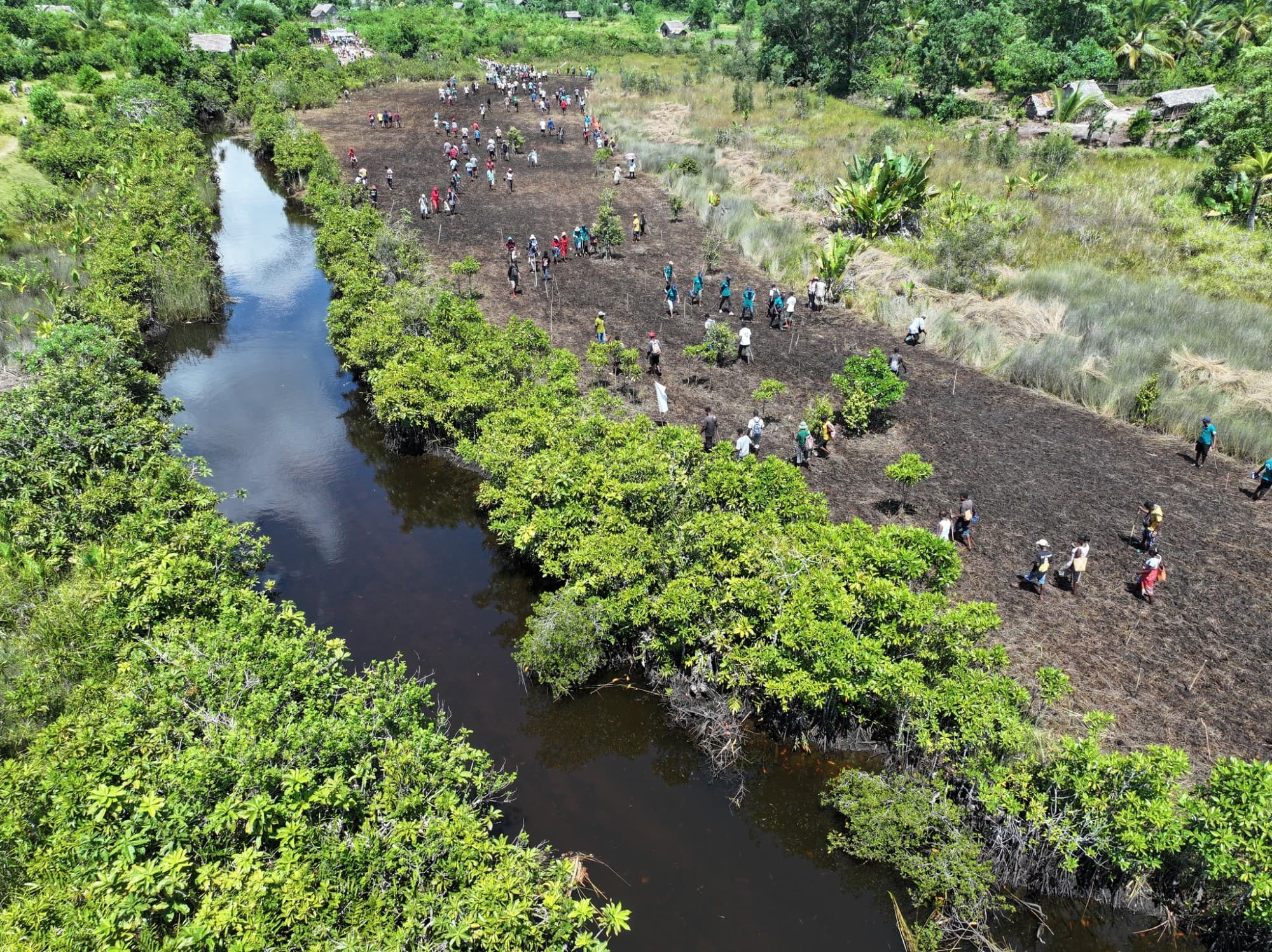Restauration des Mangroves : Focus sur Analanjirofo